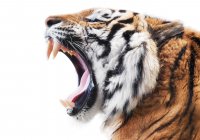 AdobeStock_129725460_Tiger_claws.jpeg