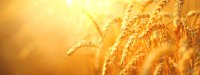 AdobeStock_142791421_wheat.jpeg