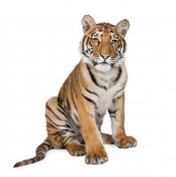 AdobeStock_16635637_Tiger.jpeg