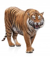 AdobeStock_171371134_Tiger_Furious.jpeg