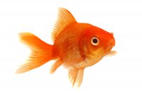 AdobeStock_38889530_goldfish.jpeg