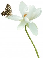 AdobeStock_52641690_papillon.jpeg