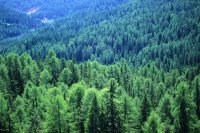 AdobeStock_74934167_trees.jpeg