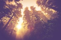 AdobeStock_77267478_trees.jpeg