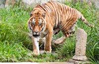 Dollarphotoclub_35582666_tiger.jpg