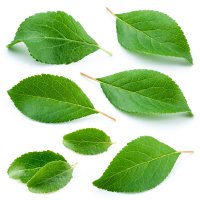 Dollarphotoclub_72895440_leaves.jpg