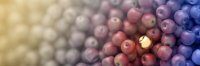 as123882010_golden_apple_branding.jpeg