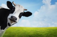 as_50049155_cow.jpeg