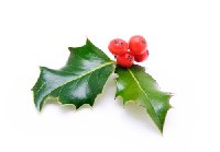 istock_000004541008xsmall.jpg