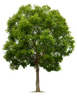 istock_000006054090xsmall.jpg