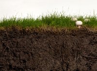 istock_000014708681xsmall.jpg