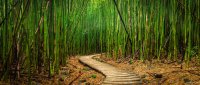AdobeStock_155909532_bamboo_forest.jpeg